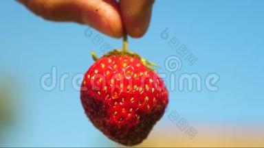农夫在他的手中展示了他花园里种植的环保草莓。 农民展示红色草莓
